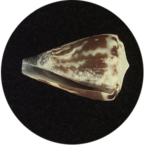 sea snail