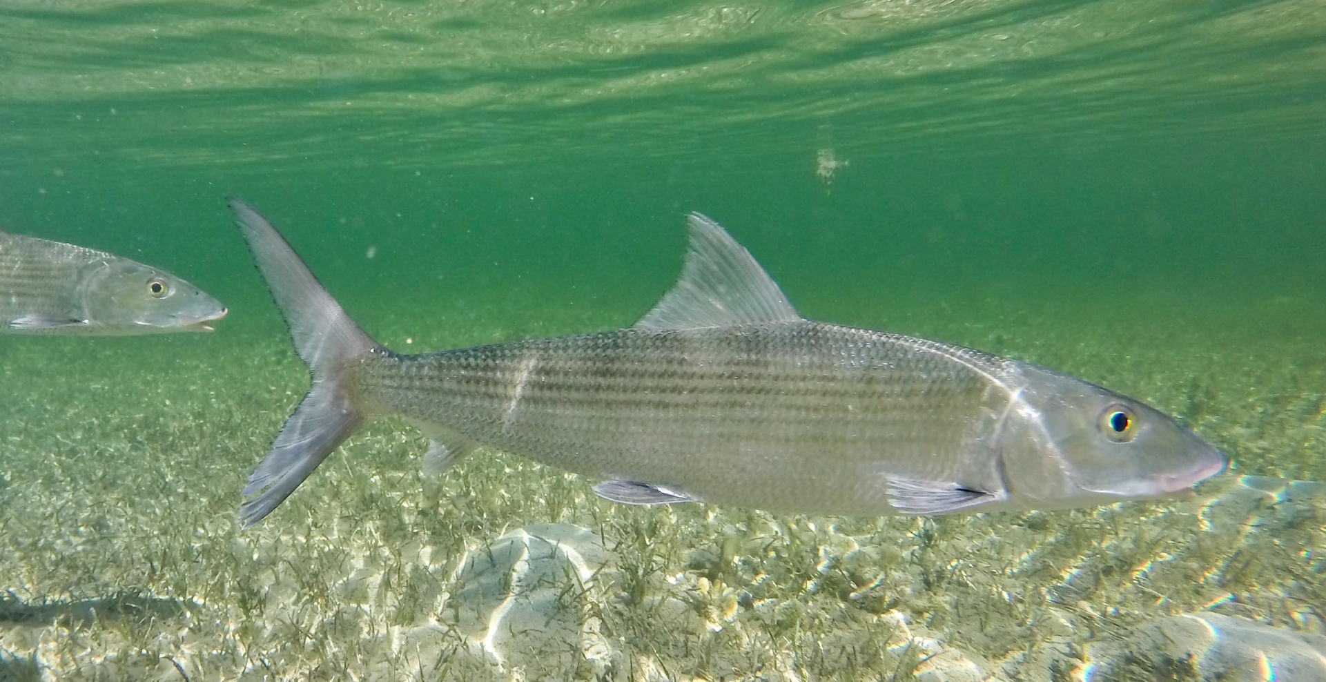 baby bonefish