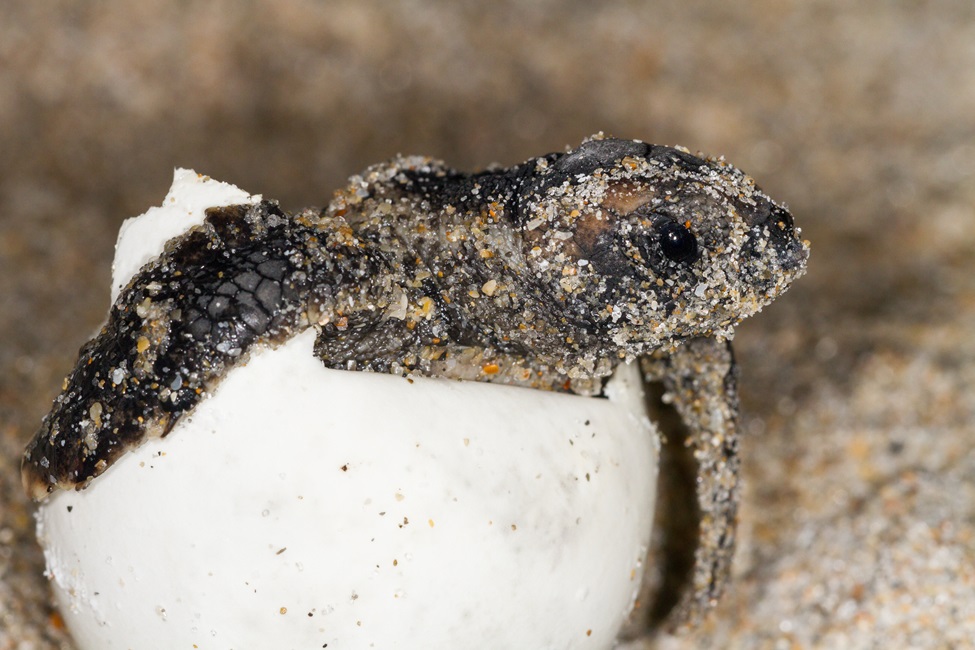 Rain or Shine? How Rainfall Impacts Size of Sea Turtle Hatchlings